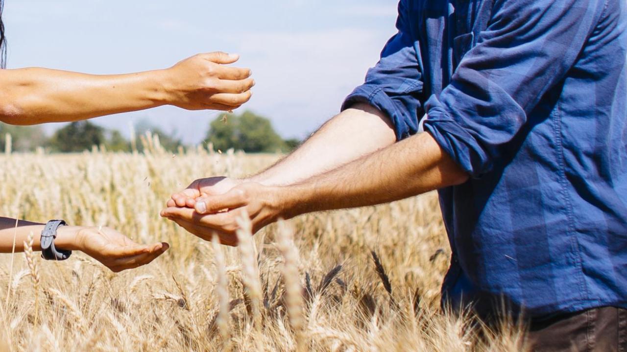 person pouring wheat into another person's hands