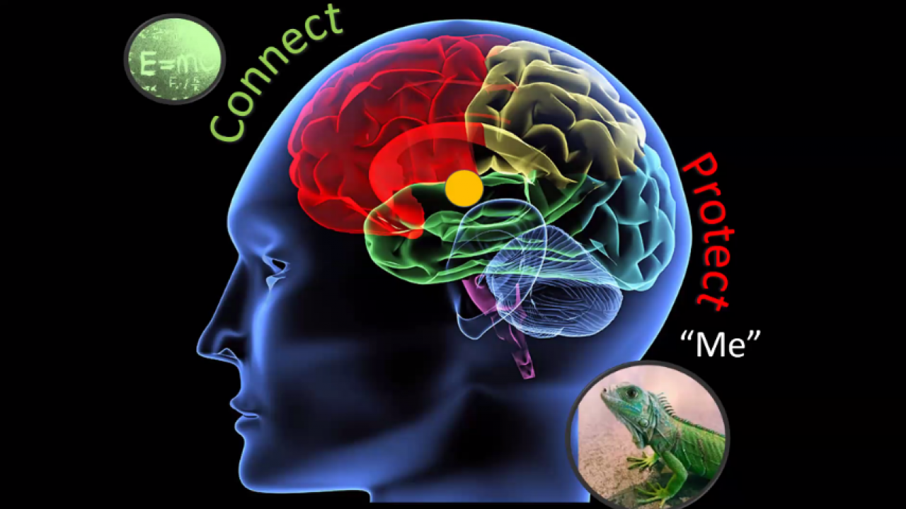 Connect, Protect Brain image