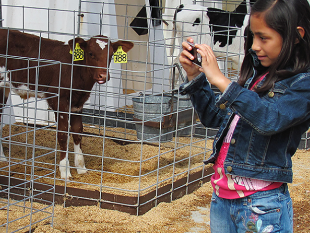 girl taking photo of baby cow